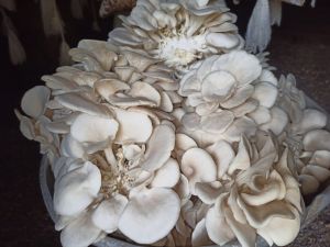 Oysters Mushroom