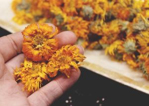 Yellow Marigold Dried Flower