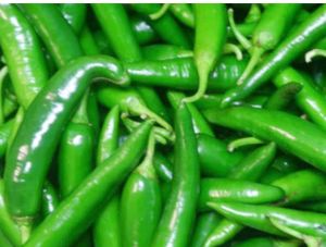 fresh green chilli