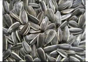 Sunflower Seed