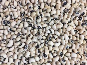 Organic Cowpea