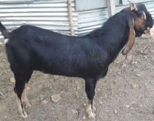 Kota Female Goat