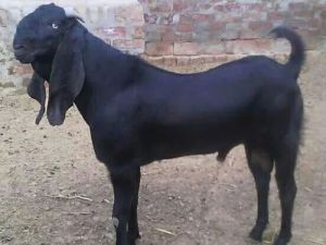 Male Beetal Goat