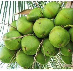 Organic Tender Coconut, Packaging Type : Bag