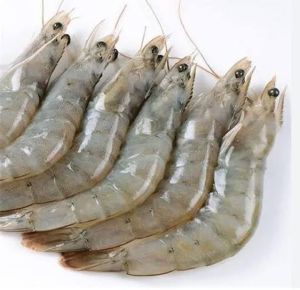 Fresh Vannamei Shrimp for Cooking, Food, Human Consumption