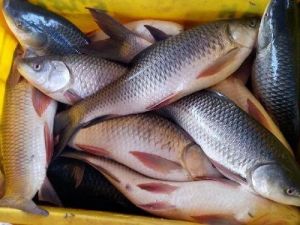 Fresh Rohu Fish For Household, Restaurant