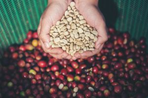 Green Coffee Beans, Packaging Type : Bag