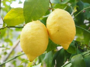 Fresh Yellow Lemon