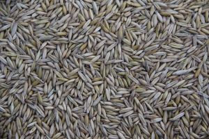 Natural Rye Grass Seeds For Agriculture