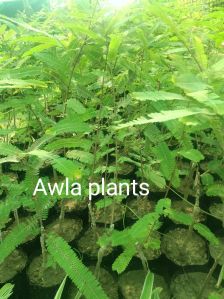 amla plant