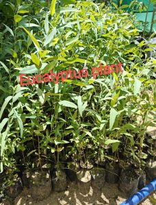 Eucalyptus Plants, Length : 8 - 12 Feet