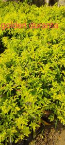 Golden Duranta