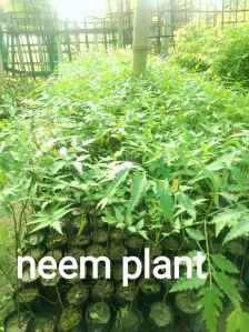 Neem Plants, Color : Green