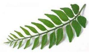 curry leaves