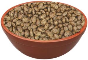 RichBloom Castor Seeds