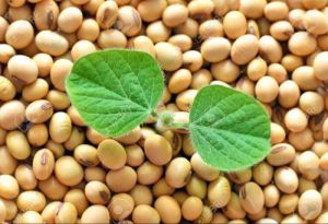 KDS 753 Research Soybean Seeds (Phule Kimaya)