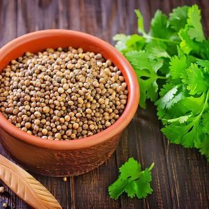 Raw Natural Coriander Seeds, Grade Standard : Food Grade