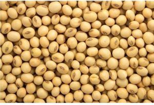 Common Soybean, Packaging Type : PP Bags