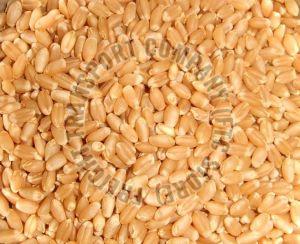 Natural Wheat Seeds For Chapati