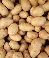 Potato