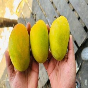 Devgad Alphonso Mango