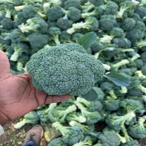 Fresh Broccoli, Quality Available : A Grade