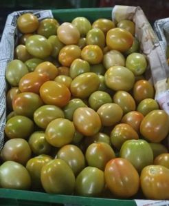 Fresh Green Tomato