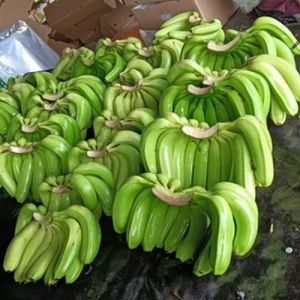 Green Cavendish Banana