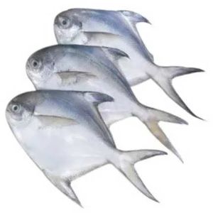 Frozen Pomfret Fish For Cooking