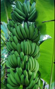 Box Packaging Fresh Banana