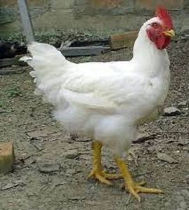 Chicken