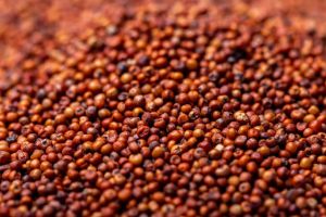 MMM Natural Finger Millet for Cooking