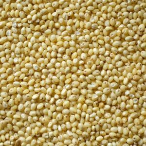 Proso Millet - Unpolished for Cooking