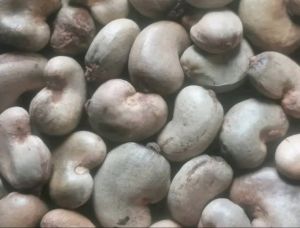 Raw Cashew Nuts Jumbo/Standard