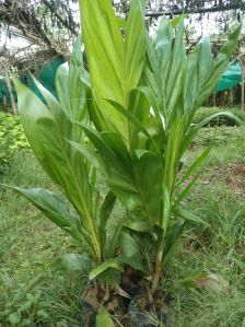 Palm Oil Plant, Color : Green