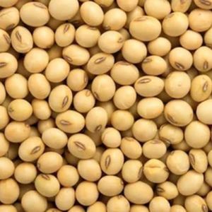 Natural Soybean Seeds For Human Consumption