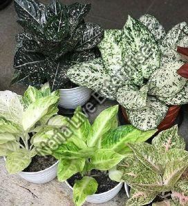 Aglaonema Plant, Color : Green