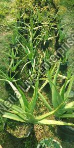 Aloe Vera Plant For Cosmetic, Cosmetic