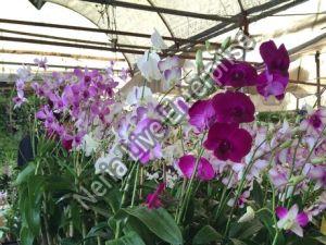 Artificial Orchids Plant