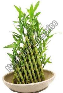 Bamboo Plant For Home Decoration