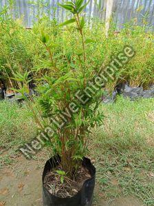 Natural Bambusa Vulgaris Plant, Color : Green