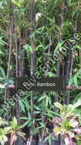 Black Bamboo Plant For Garden