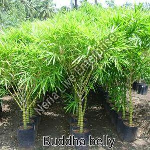 Buddha Belly Bamboo Plant, For Home Decoration, Length : 0-10ft, 10-20ft, 20-40ft