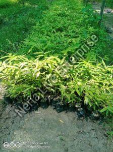 Dendrocalamus Asper Plant, Color : Green