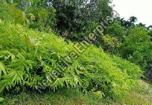 Dendrocalamus Strictus Bamboo Plant, Color : Light-green