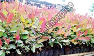 Eucalyptus Plant For Furniture