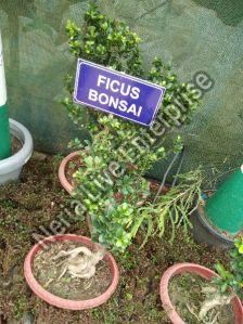 Ficus Bonsai Plant