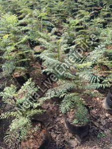 Jacaranda Plant