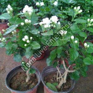 Common Jasmine Plant