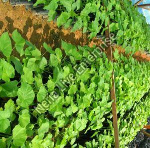 Seeds & Plant Saplings